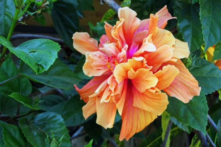 Hibisco Dobrado: Tenha um Jardim Incrível Hoje