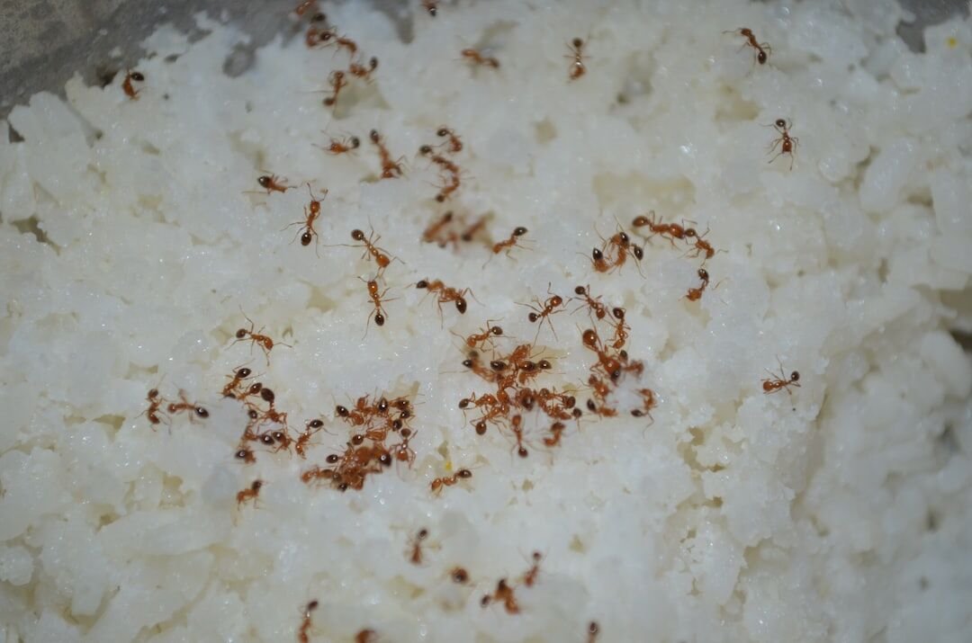 Guia Completo: Como Consertar Arroz Papa